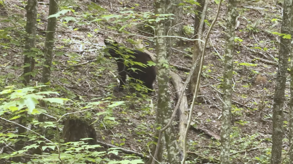 north Georgia black bear