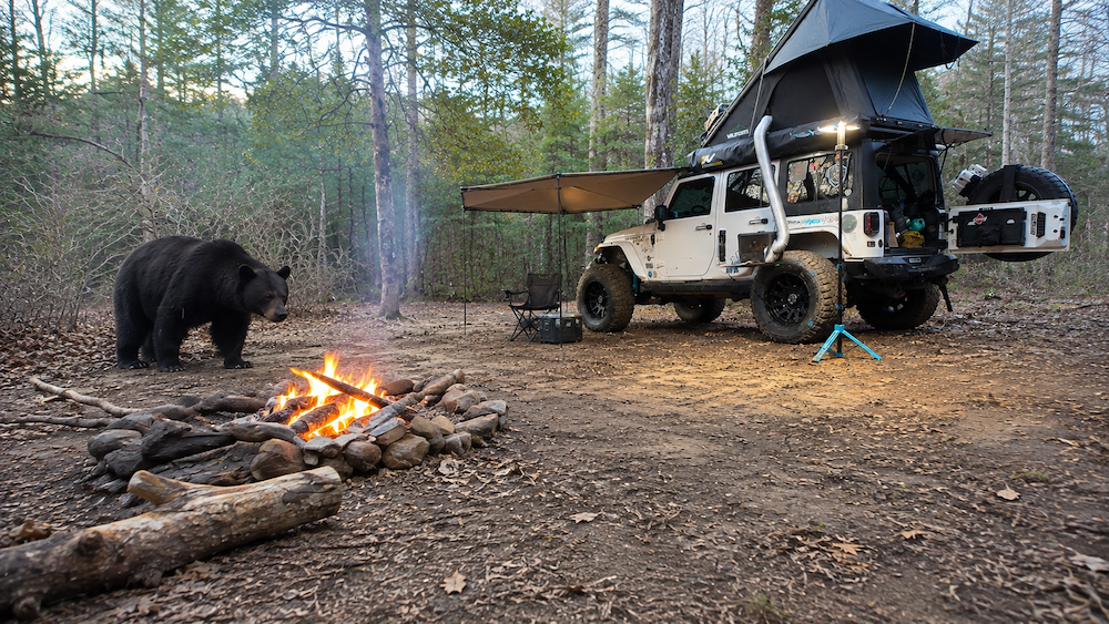 campsite bear